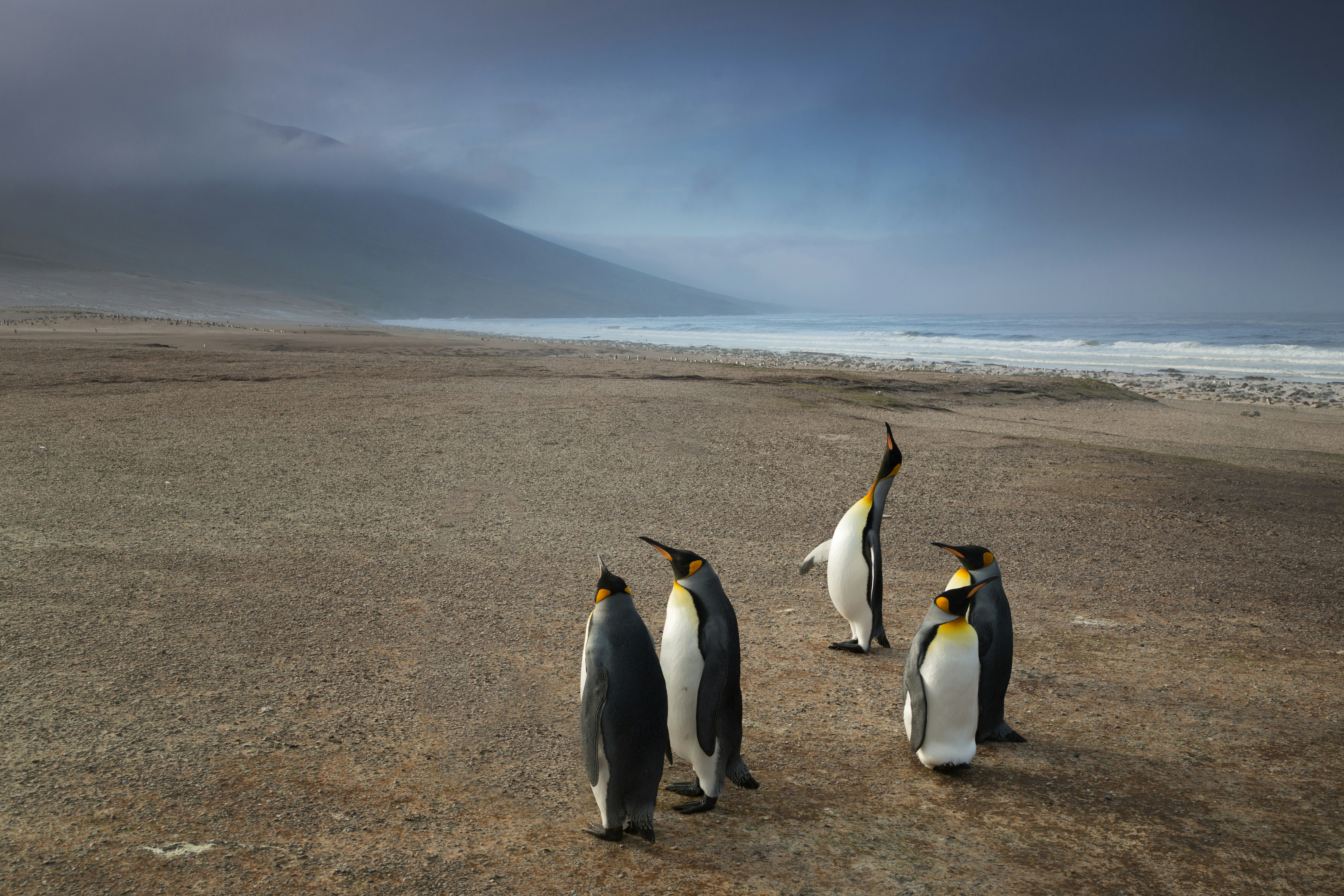 Penguins and wildlife at Volunteer Point, East Falkland Islands